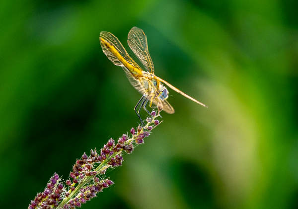 libellula su fiore