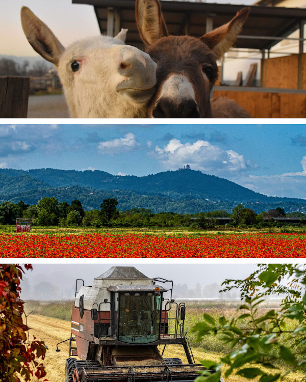 produzione riso e fattoria didattica
