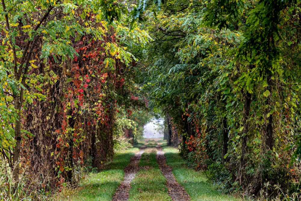 la via francigena a tenuta cimena